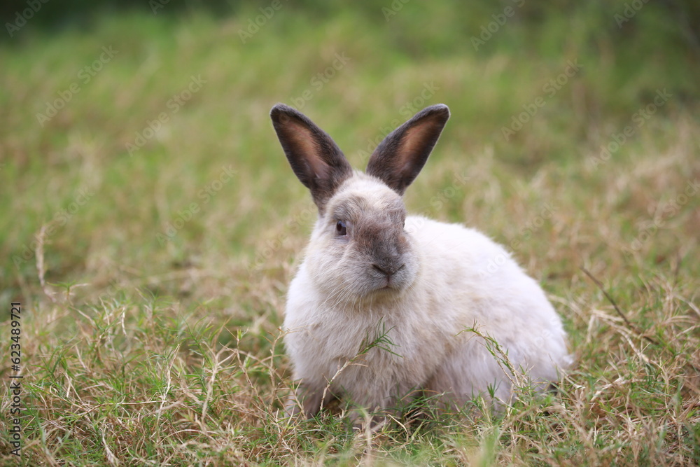 Adult rabbit in green field in spring. Lovely bunny has fun in fresh garden. Adorable rabbit plays and is relax in nature green grass. Adult rabbit in green field in spring. Lovely bunny has fun in fresh garden. Adorable rabbit plays and is relax in nature green grass.