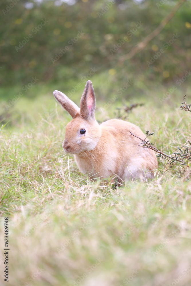 Adult rabbit in green field in spring. Lovely bunny has fun in fresh garden. Adorable rabbit plays and is relax in nature green grass. Adult rabbit in green field in spring. Lovely bunny has fun in fresh garden. Adorable rabbit plays and is relax in nature green grass.