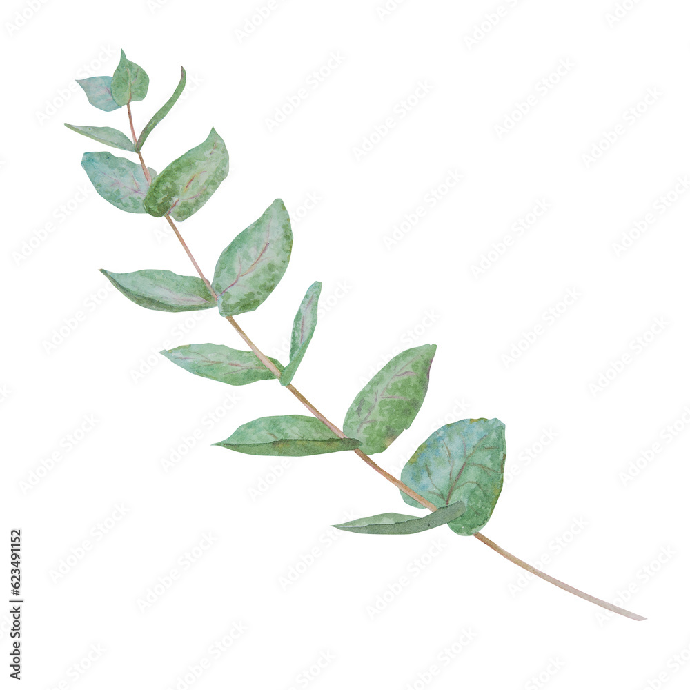 Fototapeta premium Eucalyptus branch watercolor hand drawn floral illustration. Botanical painting of greenery leaves are isolated. Good as an element in the decorative design of wedding invitations, greetings, textile