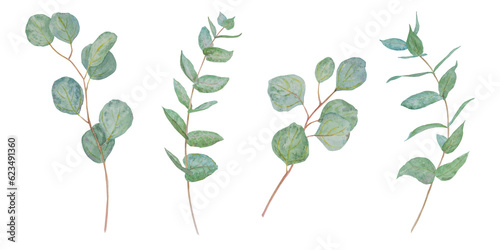 Eucalyptus branch watercolor hand drawn floral illustration. Botanical painting of greenery leaves are isolated. Good as an element in the decorative design of wedding invitations  greetings  textile