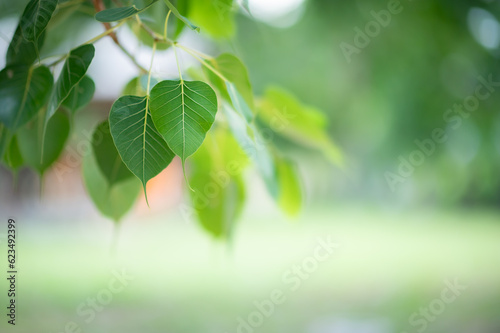 green leaves in the middle of nature