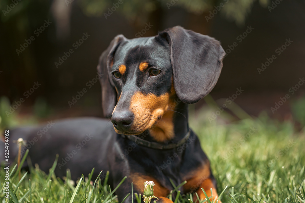 A cute dachshund in a lush spring garden A cute dachshund in a lush spring garden