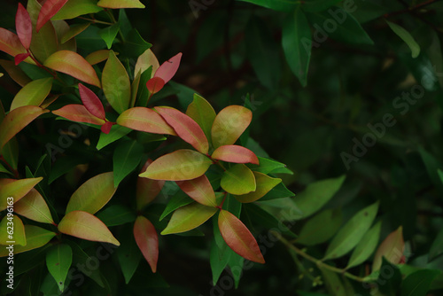 Syzygium australe plant, commonly called Brush Cherry or Scrub Cherry, is a rainforest tree native to eastern Australia photo