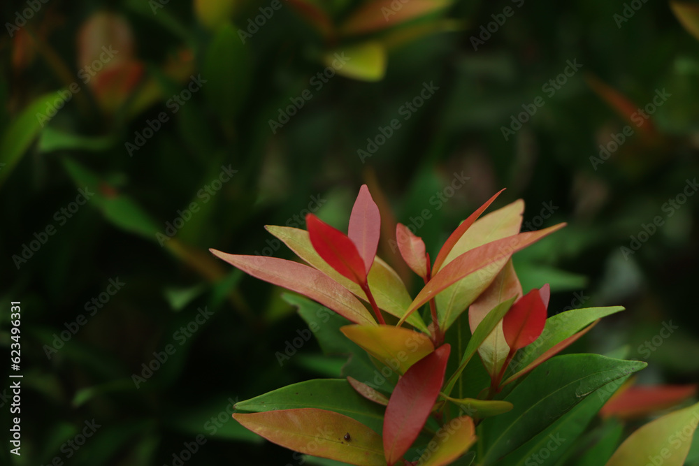 selective focus of Australian rose apple or Syzygium australe, leaves texture background selective focus of Australian rose apple or Syzygium australe, leaves texture background