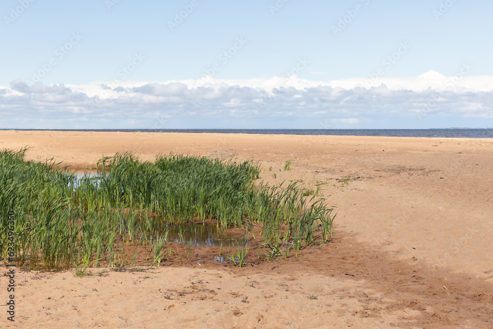 Baltic sea coast. Natural landscape with green coastal grass Baltic sea coast. Natural landscape with green coastal grass