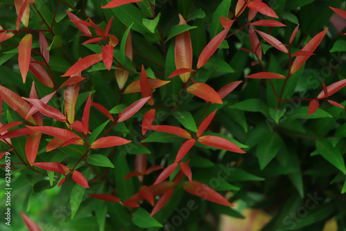 leaves background of syzygium austral Australian Rose Apple. photo