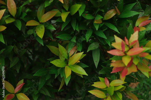 Christina leaves(Syzygium australe), Red leaf with blurred background, Spring Summer bright garden, There is an empty space on the right side for add creative text.
