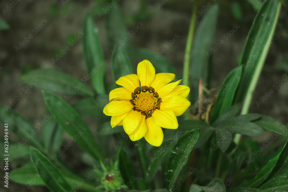Yellow gazania flower in garden Yellow gazania flower in garden