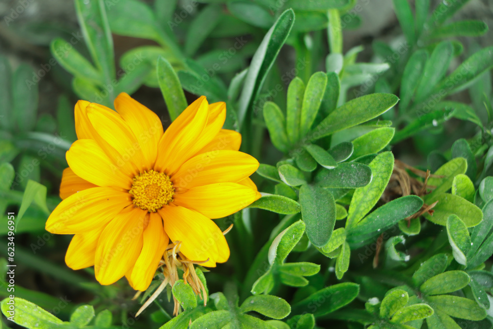 Yellow gazania in the garden Yellow gazania in the garden