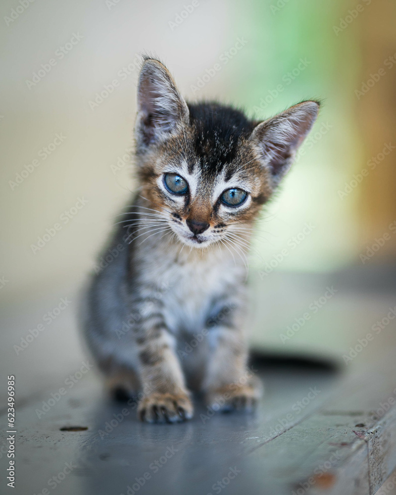 Baby Katze Baby Katze