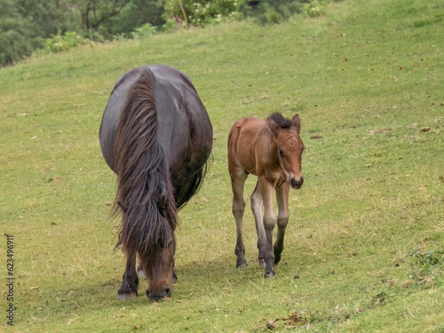 Dartmoor pony mare and foal closeup.