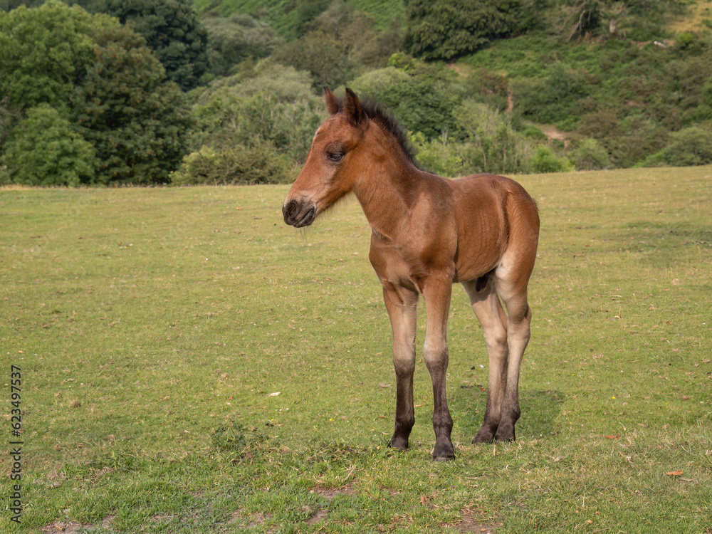 Fototapeta premium Dartmoor pony foal closeup with copyspace.