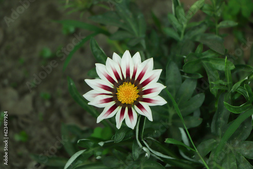 Pink gazania flower with green leaf in garden