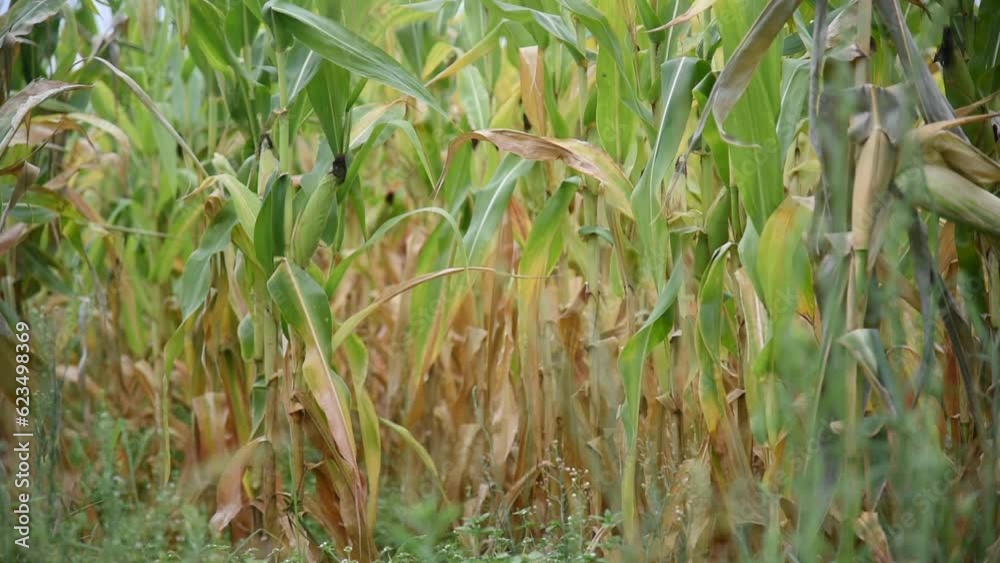 Corn plantation in grain filling phase -4 Corn plantation in grain filling phase -4