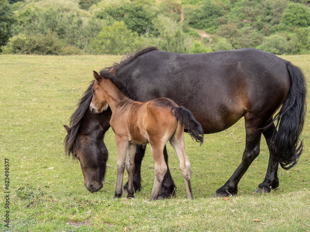 Dartmoor pony mare and foal closeup.