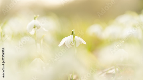 Closeup of many snowbells standing in the sunlight with a bokeh background in a forest at springtime photo