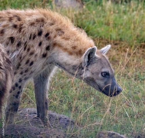 A closeup of a spotted hyena, also known as the laughing hyenaon the Maasai Mara reserve, Kenya Africa