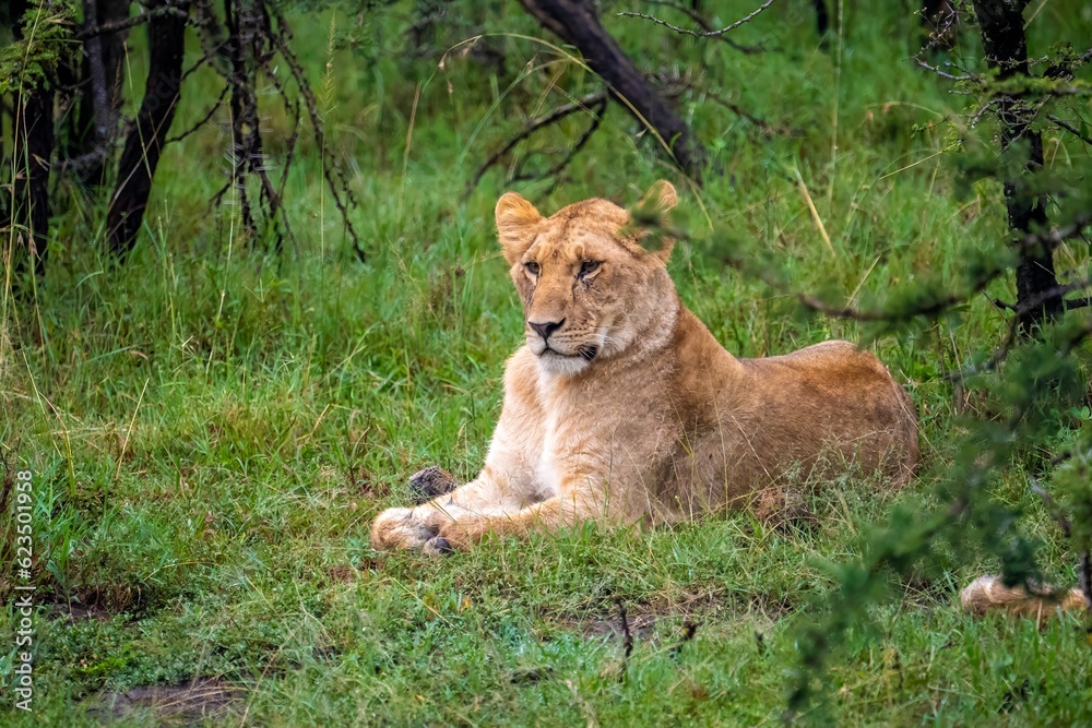 An African lion resting after feeding on a kill An African lion resting after feeding on a kill
