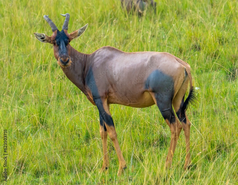Antelope topi (Damaliscus lunatus jimela) in the Masai Mara National Park, Kenya Antelope topi (Damaliscus lunatus jimela) in the Masai Mara National Park, Kenya