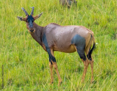 Antelope topi  Damaliscus lunatus jimela  in the Masai Mara National Park  Kenya