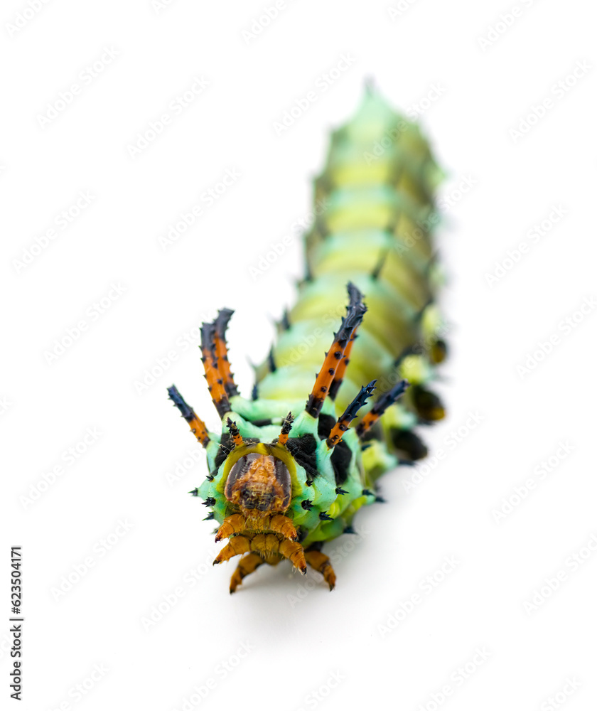 hickory horned devil - Citheronia regalis - larva caterpillar form of ...