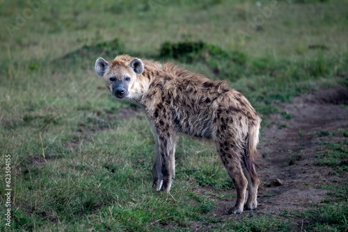 a spotted hyena, also known as the laughing hyenaon the Maasai Mara reserve, Kenya Africa