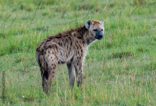 a spotted hyena  also known as the laughing hyenaon the Maasai Mara reserve  Kenya Africa