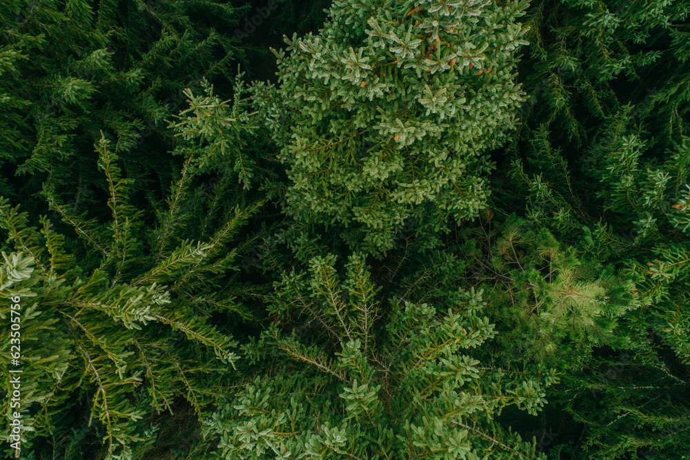 Aerial view of summer green trees in a forest in a rural settlement. Drone photography