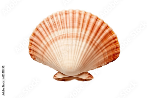 Fotografia Scallop Shell Ocean Marine Animal, Isolated on Transparent Background