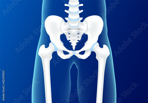 Hip bone and joint cartilage pelvis front on blue background. Human skeleton anatomy healthy. Medical health care science concept. Realistic 3D vector.