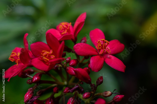 Red flower closeup, flower garden