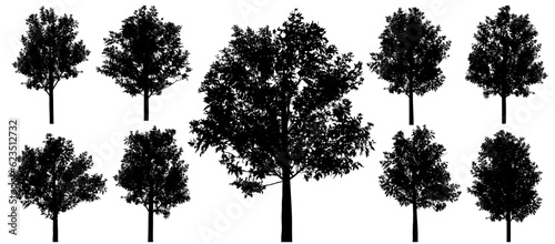 Silhouettes of beautiful ash trees, set. Vector illustration.