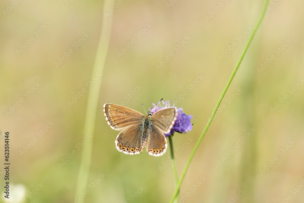 Aricia agestis, the brown argus, is a butterfly in the family Lycaenidae, roosting on a flower in the early morning light Aricia agestis, the brown argus, is a butterfly in the family Lycaenidae, roosting on a flower in the early morning light