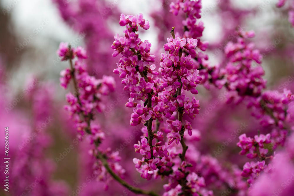 close-up red flowers of the Chinese redbud Cercis chinensis selective focus, floral purple background close-up red flowers of the Chinese redbud Cercis chinensis selective focus, floral purple background