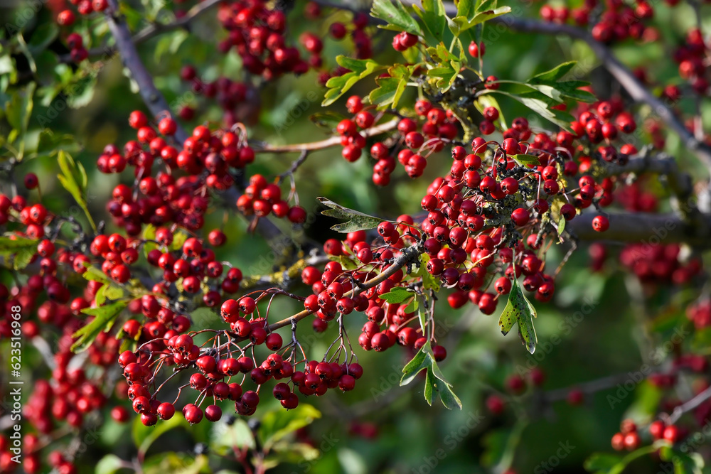 Common hawthorn // Eingriffeliger Weißdorn (Crataegus monogyna) Common hawthorn // Eingriffeliger Weißdorn (Crataegus monogyna)