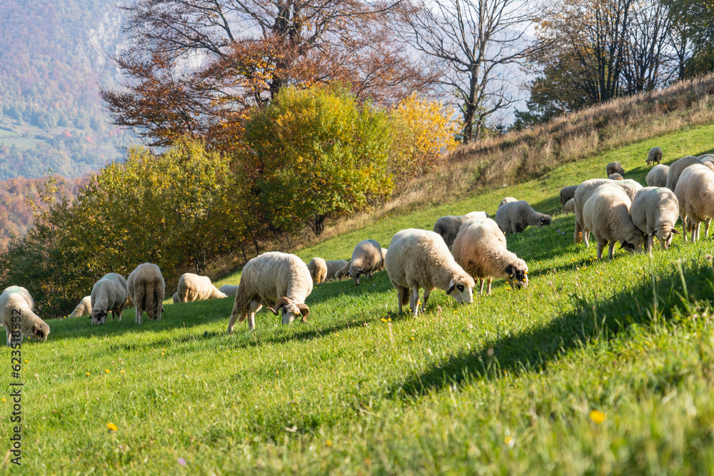 Naklejka premium Sheep graze in a pasture in the mountains.