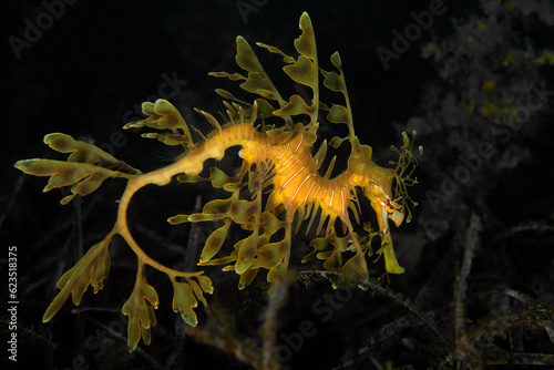 Leafy sea dragon