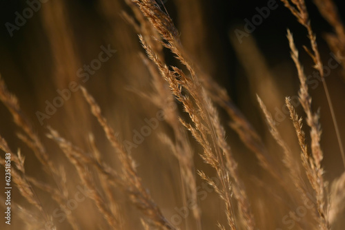 Tableau sur toile Hintergrund-Bild Gräser im Abendlicht