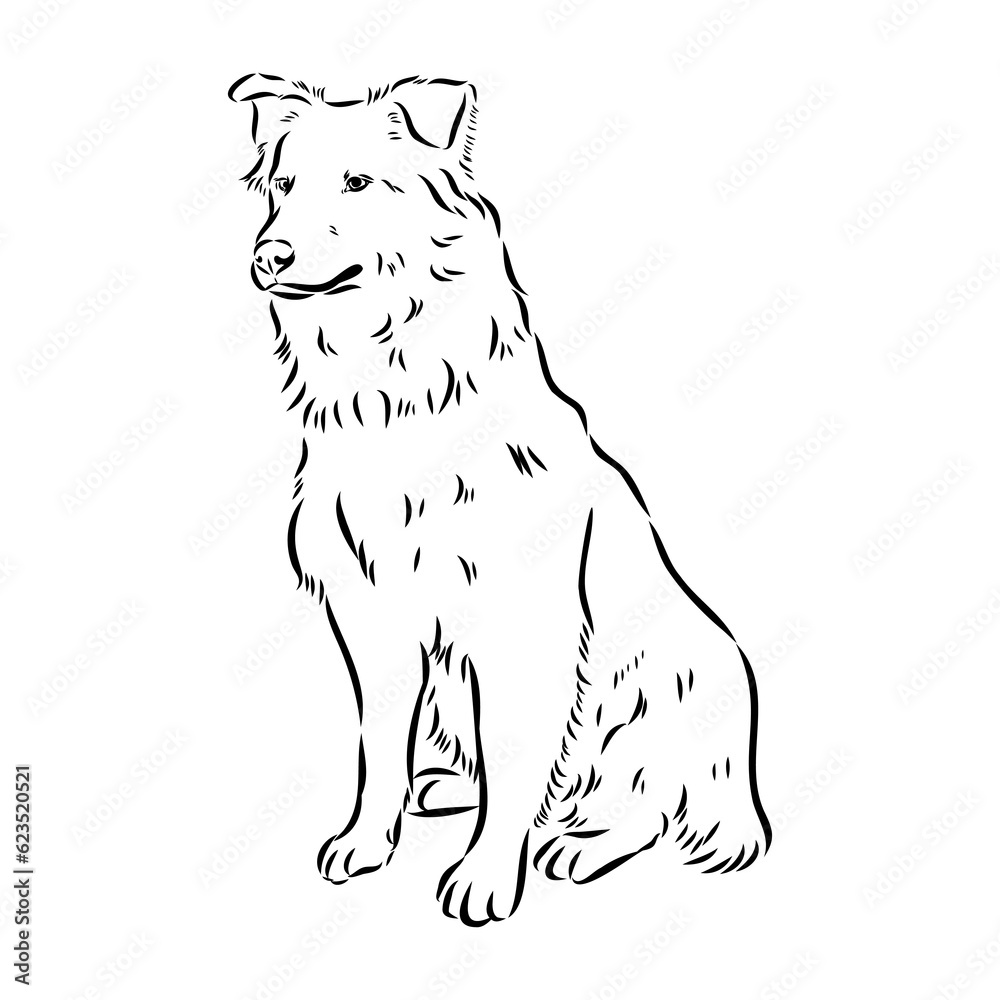 Fototapeta premium Vector isolated one single Australian Shepherd dog head black and white bw two colors silhouette. Template for laser engraving or stencil