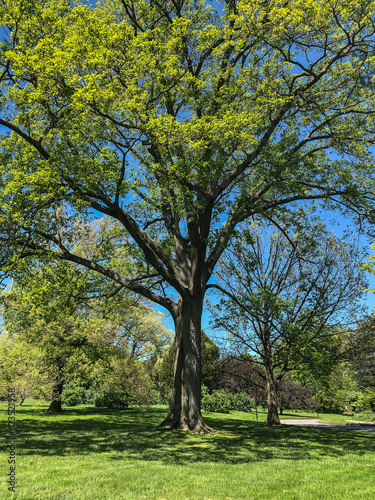 tree in park