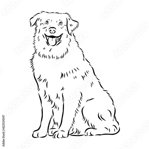 Vector isolated one single Australian Shepherd dog head black and white bw two colors silhouette. Template for laser engraving or stencil