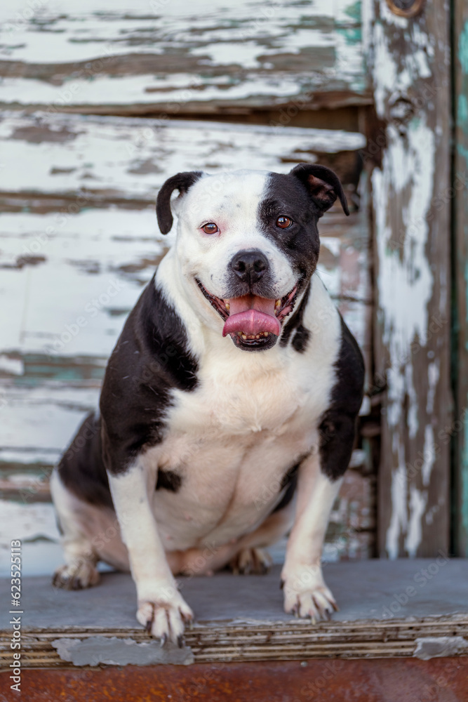 Black and white pitbull portrait outside Black and white pitbull portrait outside