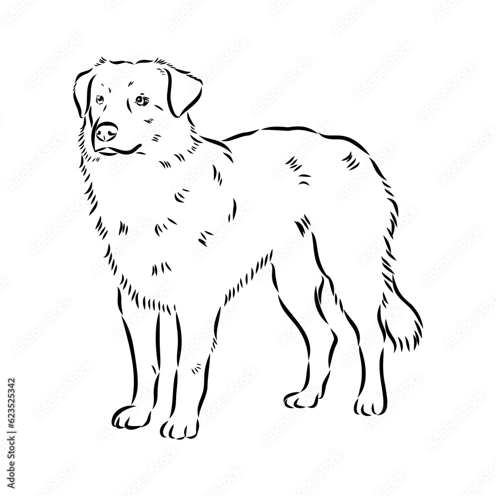 Vector isolated one single Australian Shepherd dog head black and white bw two colors silhouette. Template for laser engraving or stencil Vector isolated one single Australian Shepherd dog head black and white bw two colors silhouette. Template for laser engraving or stencil