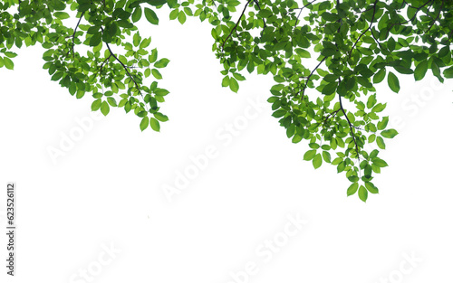 branch leaves or green leaf isolated. Tree Leaf Frame