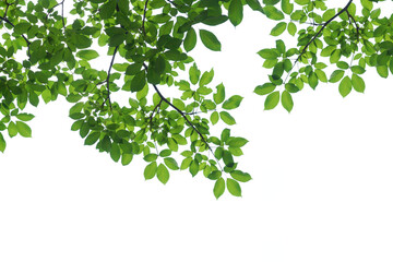 branch leaves or green leaf isolated. Tree Leaf Frame