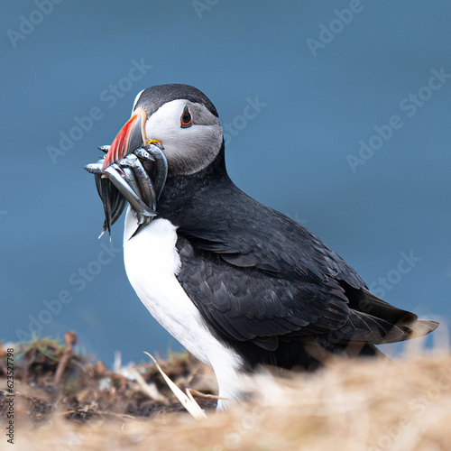 Atlantic puffin with catch of sand eels on the island of Lunga © Mike