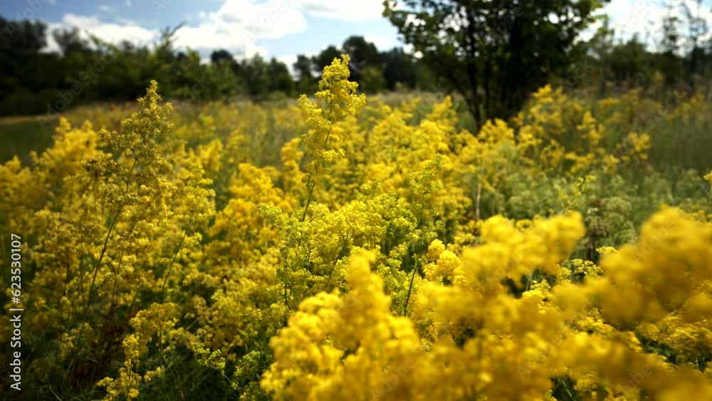 Summertime yellow bedstraw at wild meadow