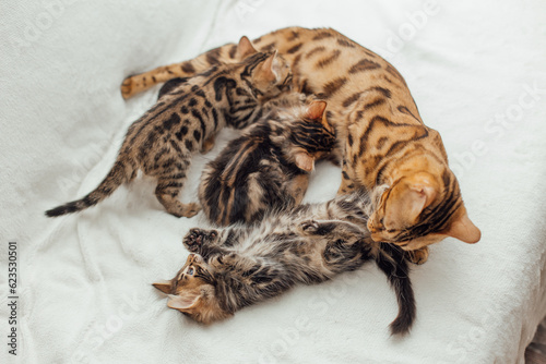 Bengal cat feeds her little kittens with breast © Smile