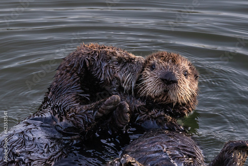 Closeup of pair of sea otters (Enhydra lutris) Floating in ocean on the California coast. One kissing, one looking at camera 
