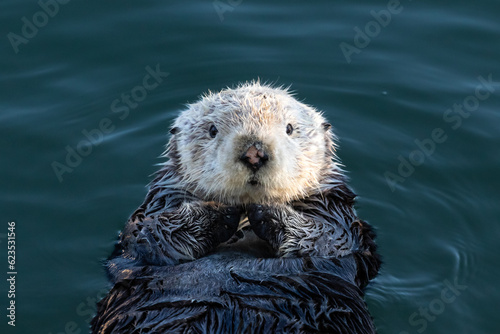 Closeup of young sea otter (Enhydra lutris) Floating in ocean on the California coast, looking directly at camera.   © dhayes